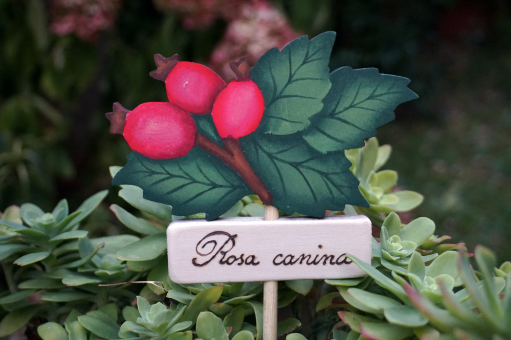 Centrotavola-Frutta-Rosa-Canina